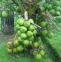 Platone Coconut Plant Coconut Fruit Plant Dwarf Variety DxT Coconut Tree Huge Production Healthy Hybrid Plant-thumb1