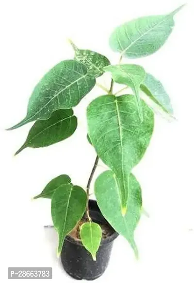 Platone Ficus Plant Peepal tree-thumb0