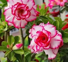 Platone Adenium Plant Thai Brilliant Rosy Adenium Plant-thumb1