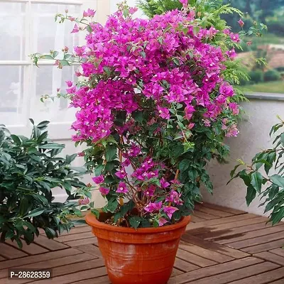 Platone Baugainvillea Plant Bougainvillea Plant Kagaj Flower Live Plant FP100114