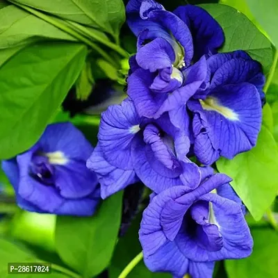 Platone Aparajita Butterfly Pea Plant Aparijitabutterfly peanilkanta flower live plantV-3-thumb0