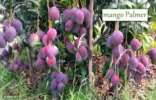 Platone Mango Plant mmm01