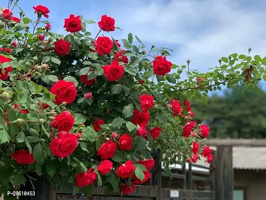 Platone Rose Plant Natural flower