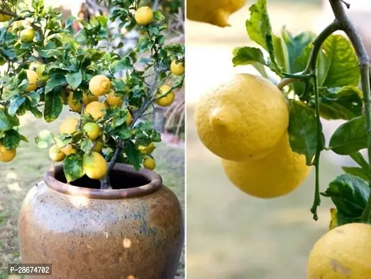 Platone Lemon Plant QWB01-thumb0