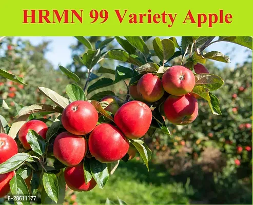 Platone Apple Plant HRMN 99 Apple Plant-thumb0