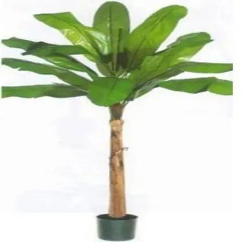 Limited Stock!! Plant & Planters 