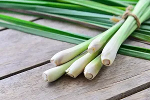 Platone Lemon Grass Plant lemon grass-thumb2