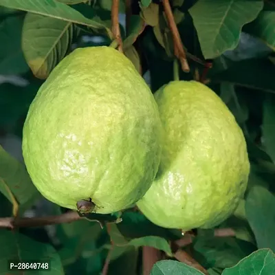 Platone Guava Plant guava1-thumb0