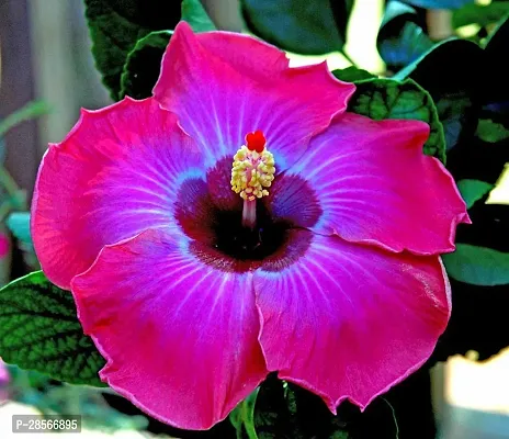 Platone Hibiscus Plant Australian hibiscus