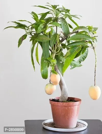 Platone Mango Plant Bonsai Mango Plant (BaramasiAll Climate Fruiting)