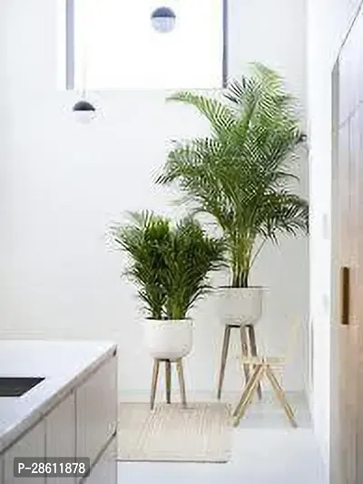 Platone Areca Palm Areca PalmAAV 58-thumb0