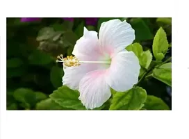 Platone Hibiscus Plant hibiscus flower live plant-thumb1