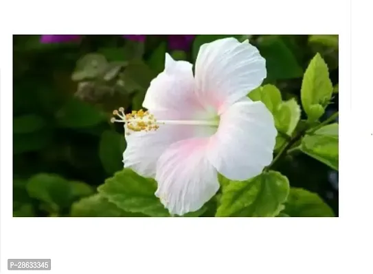 Platone Hibiscus Plant hibiscus flower live plant-thumb2