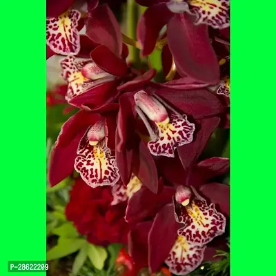 Platone Orchid Plant VANDA_0 PUY9-thumb0