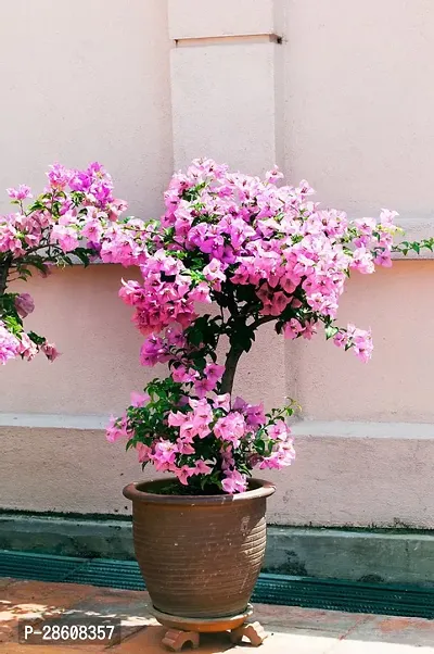 Platone Bougainvillea Plant HVLIVE_236-thumb0