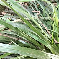 Platone Lemon Grass Plant Lemon Grass-thumb2