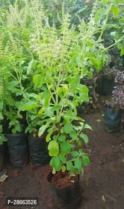 Platone Tulsi Plant Krishna Tulsi Plant-thumb0