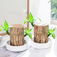 Brazil Bamboo Long Live Plant without Pot, Pack of 2-thumb1