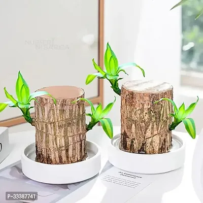 Brazil Bamboo Long Live Plant without Pot, Pack of 2-thumb2