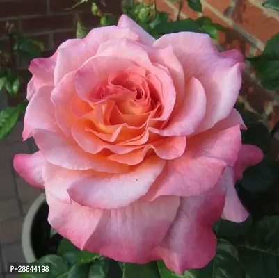 Platone Rose Plant Hybrid Live Rose PlantCF0165