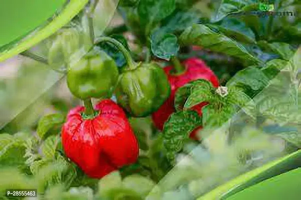 Platone MirchChilli Plant MIRCHCHILLI PLANT