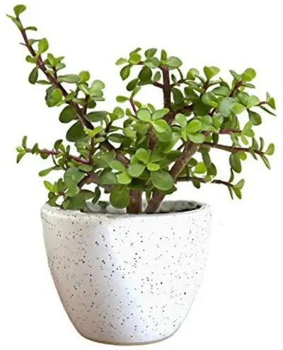 New Arrival Plant & Planters 