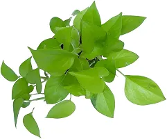 Platone Money Plant WoodGibbsGifts-WB-177-thumb1