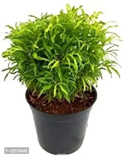 Platone Aralia Plant Aralia Green live plant