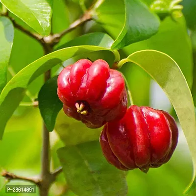 Platone Cherry Fruit Plant CHERRY FRUIT PLANT-C13-thumb0