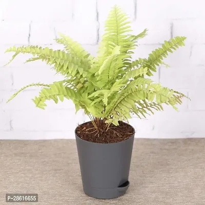 Platone Fern Plant fern78-thumb0