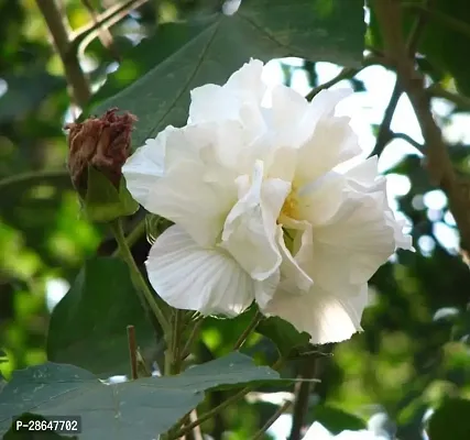 Platone Lotus Plant Land Lotus Sthal Padma white-thumb0