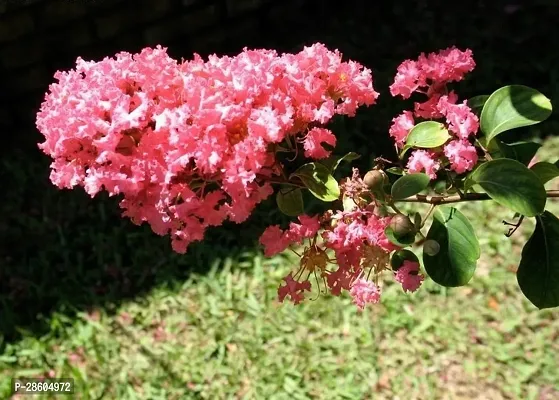 Platone Jasmine Plant Jasmine plantfurush plant ( pink )