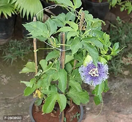 Platone Passion Plant HNBA119-thumb0