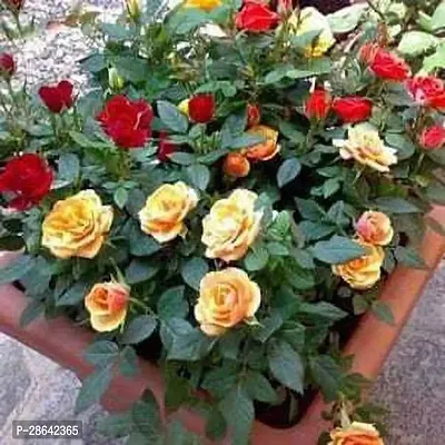 Platone Rose Plant rose plant-thumb0