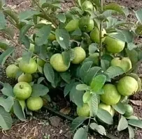 Platone Guava Plant Thai 10 Guva plant-thumb1