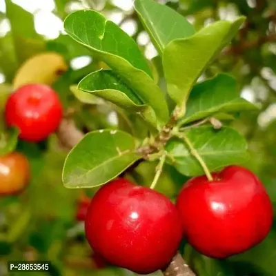 Platone Cherry Fruit Plant Cherryplant-thumb0