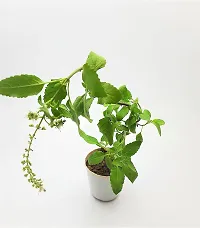 Platone Tulsi Plant 12355-thumb2