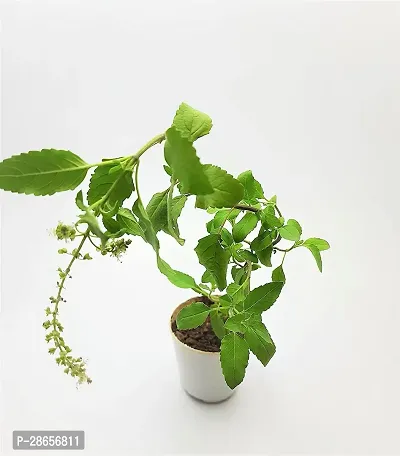 Platone Tulsi Plant 12355-thumb3