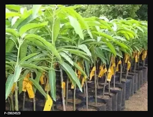 Platone Mango Plant ZZG3-Mango plant-thumb0