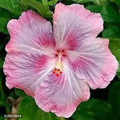 Platone Hibiscus Plant IBICUS1