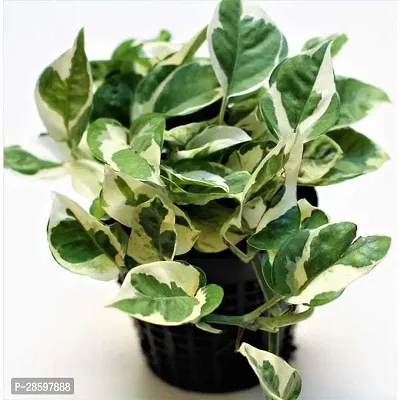 Platone Money Plant mms01