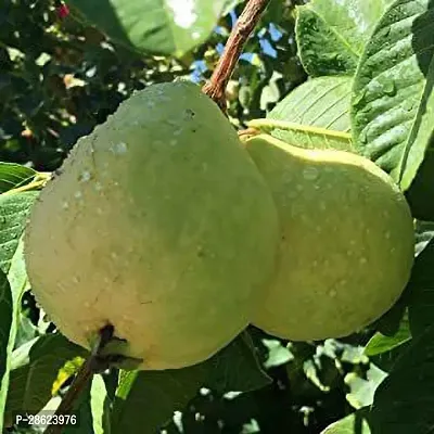 Platone Guava Plant guava live plant az 0.8.0-thumb0