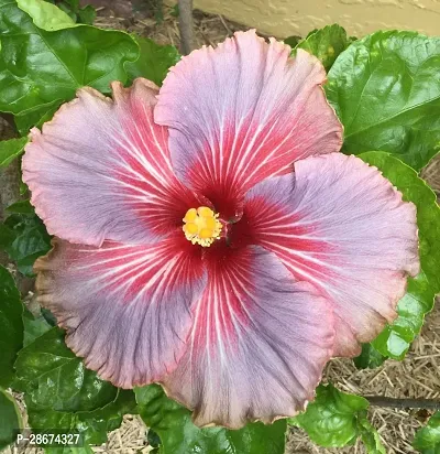 Platone Hibiscus Plant red and ash habiscus plant-thumb0