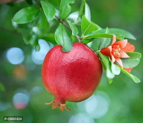 Platone Pomegranate Plant pyy01