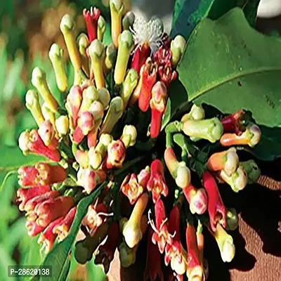 Platone Clove Plant Grandiflora Clove Plant