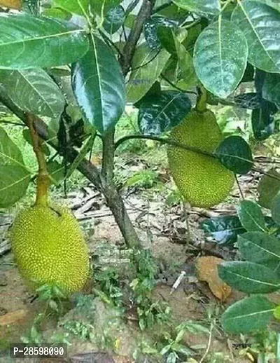 Platone Jack Fruit Plant w01