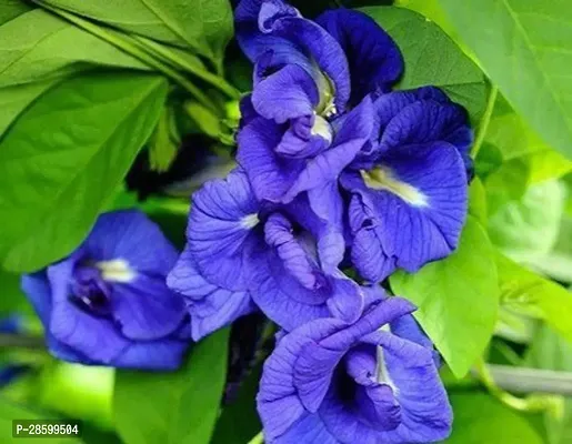 Platone Aparajita Butterfly Pea Plant NilkanthanAparajita.plant ( 1 healthy live plant)-thumb2