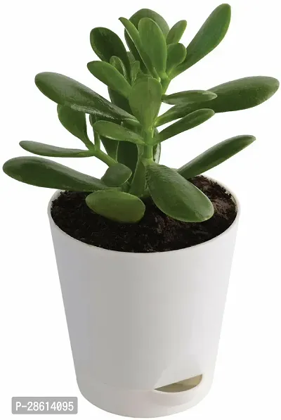 Platone Jade Plant RTPLANT-303-thumb0