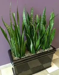 Platone Snake Plant SNAKE PLANT- FULLY MATUREAIR PURIFIER-thumb2