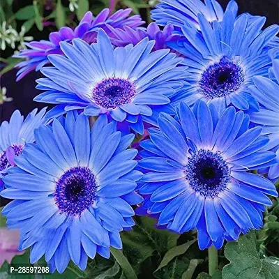 Platone Gerbera Plant GpGB